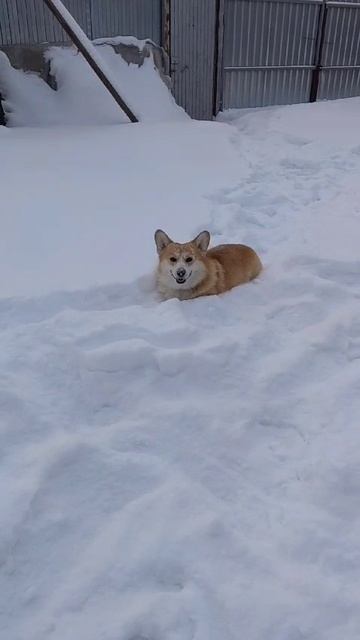 Зимние забавы двух овчарок.