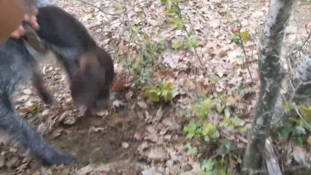 4 Reasons You Can't Find Truffles (And What to Do About That)