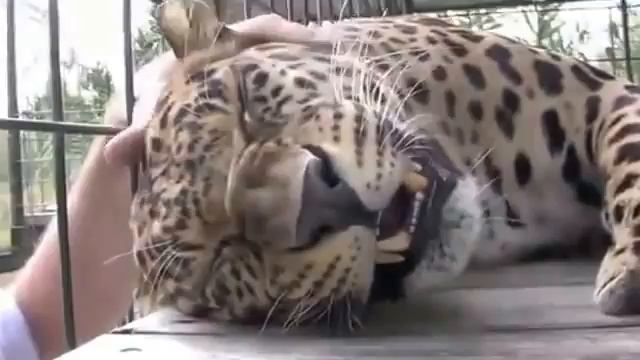 Массаж леопарду