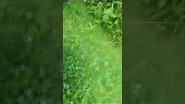 ВОЛШЕБНЫЕ ГРИБЫ !!!