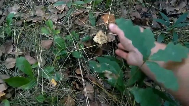 Назбирав Білих грибів в Польщі на вечерю! Похід по Білі гриби 2020