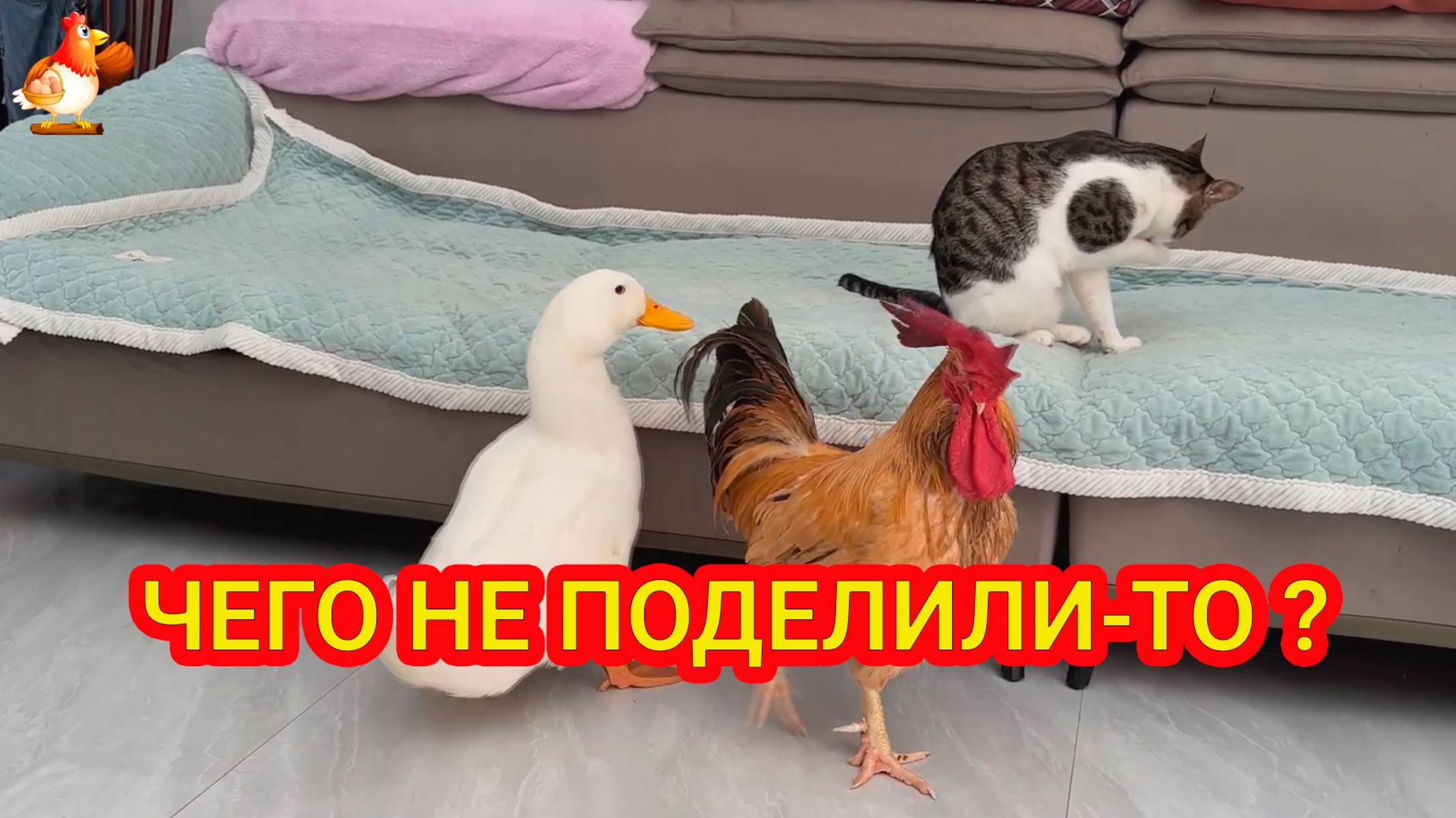 Старый петух и молодой Селезень сцепились в гостях у Кота 🐓🦆😂🤗❣️