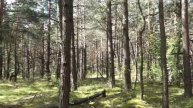 GRZYBOBRANIE na PUSTYNI