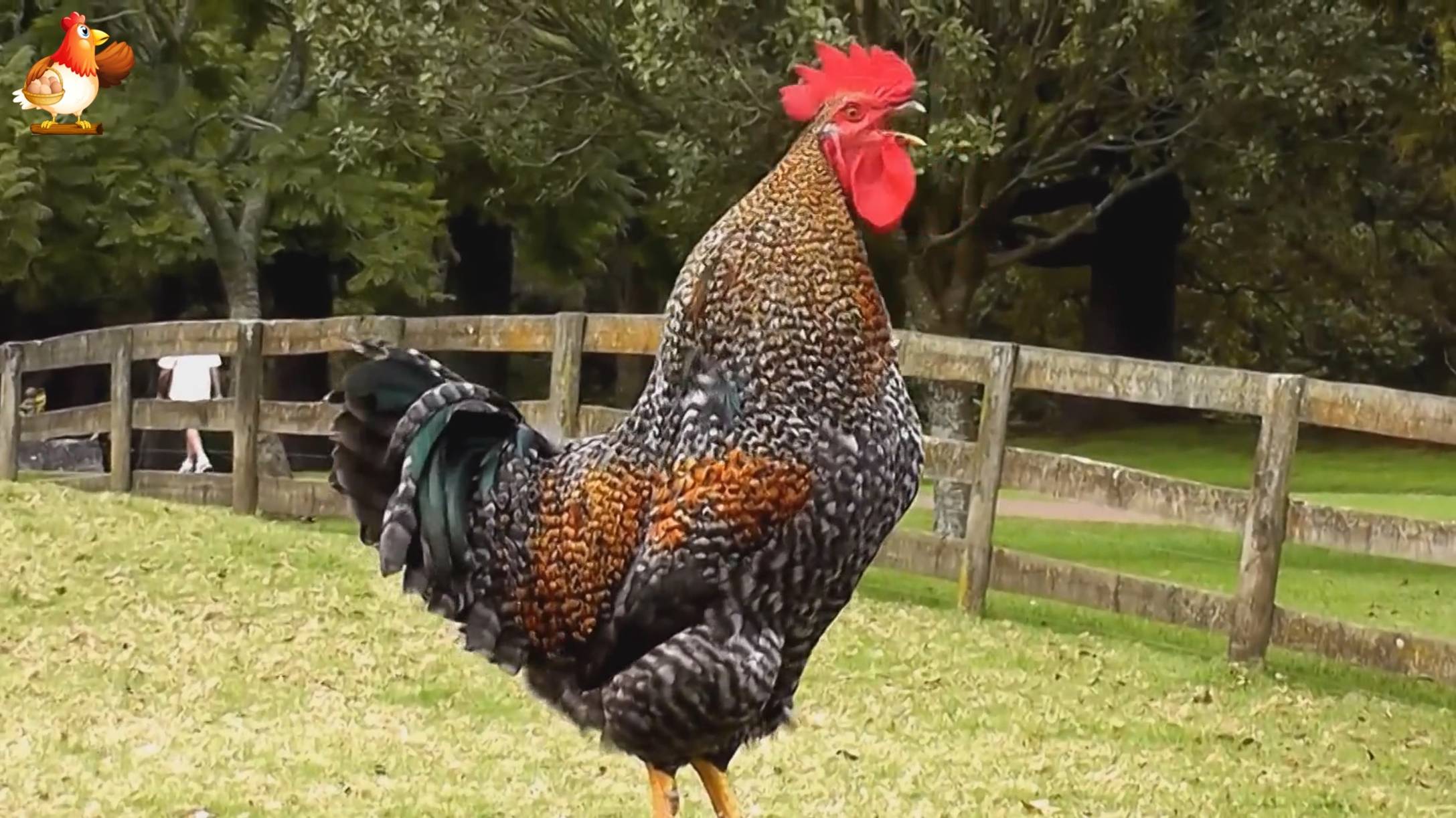 Петухи поют и сколько петухов, столько и голосов 🐓🐓🐓 Узнали своего певуна?