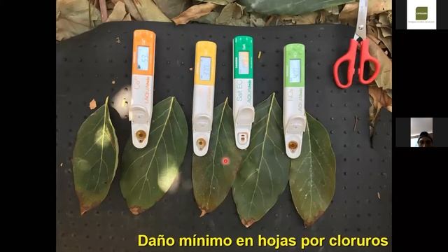 Nutrición integral para Alto Rendimiento en el cultivo de Palto