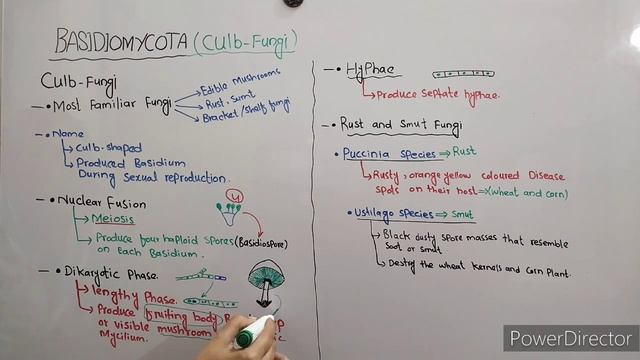 Basidiomycota | Basidiomycota class 11 | Culb-Fungi | urdu+ hindi