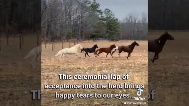 Love Wild Horses- Wopila is released and meets her new herd members