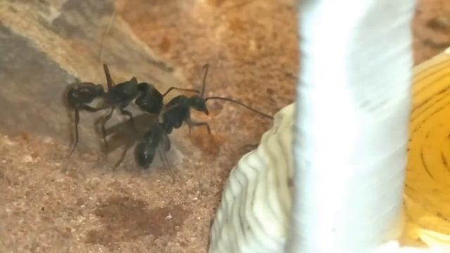 NEW RHYTIDOPONERA METALLICA COLONY! + Myrmecia Pilosula Update | Update Video Presented By Ant Co