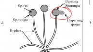 spore formation - spore formation in rhizopus | how do organisms reproduce | science | class 10th