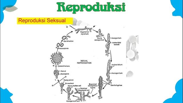 Penicillium