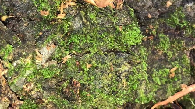 Aphaenogaster tennesseensis at Solon Dixon