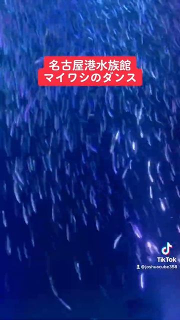 名古屋港水族館にて、マイワシのトルネード。