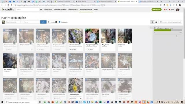 Инструкция  для экспертов по ревизии наблюдений грибов и миксомицетов на INaturalist в границах С З