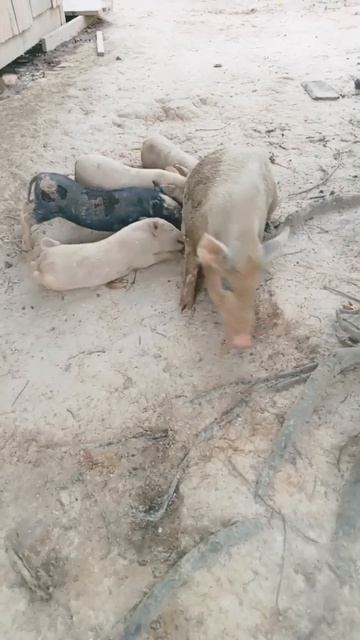 milk!!!  #pig #pigfarmvideo #animals