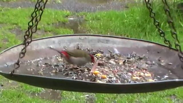 Red-Browed Finch - BEAUTIFUL