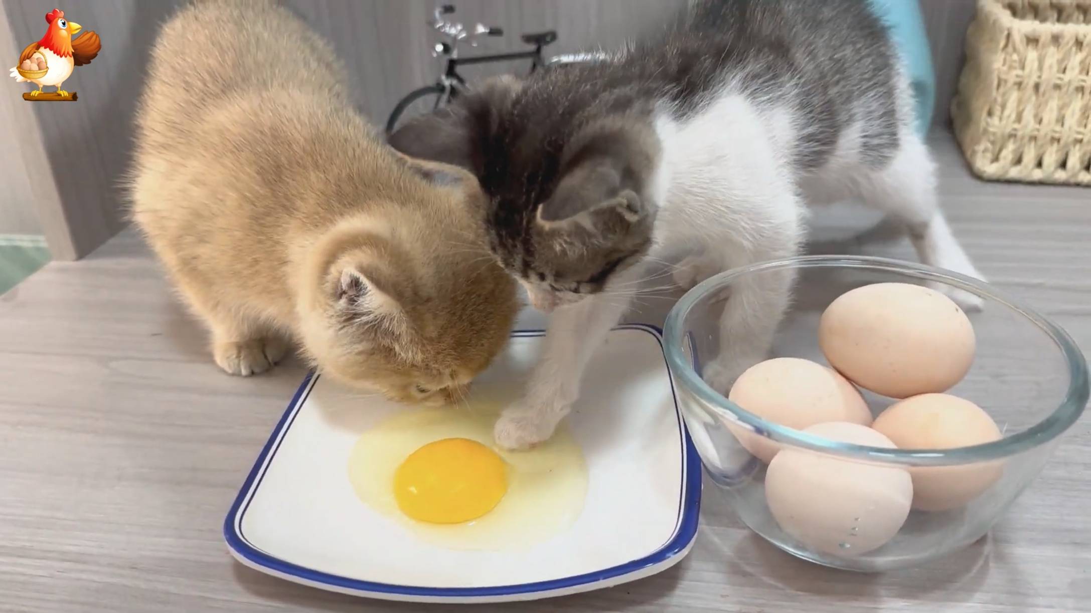 Яйцо котятам понравилось 🥚😹🐈❣️🤗😂