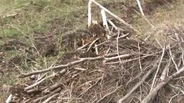 Клещи идут