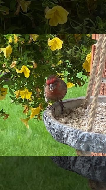 House Finch