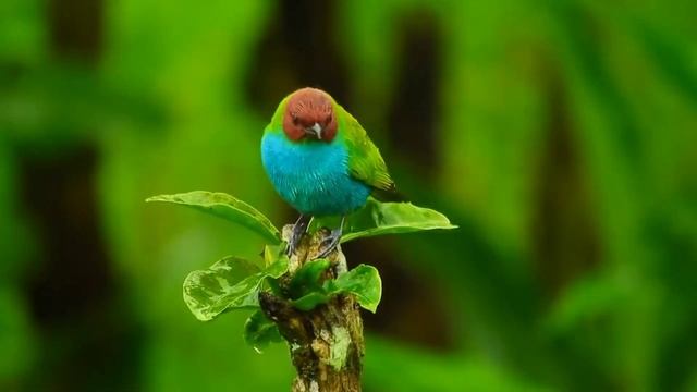 Persian Love Poetry Hafiz Shirazi | غزل 75 | خواب آن نرگس فتان تو بی چیزی نیست | اشعار حافظ شیرازی
