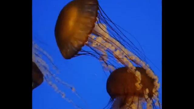 Georgia Aquarium Photos