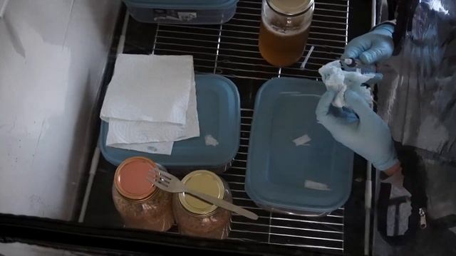 Growing Cordyceps In Containers (Still Air Box Method).