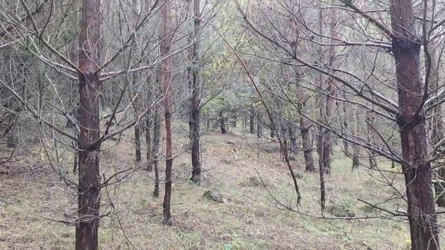 показую які гриби ростуть і який ліс і все навкруг .