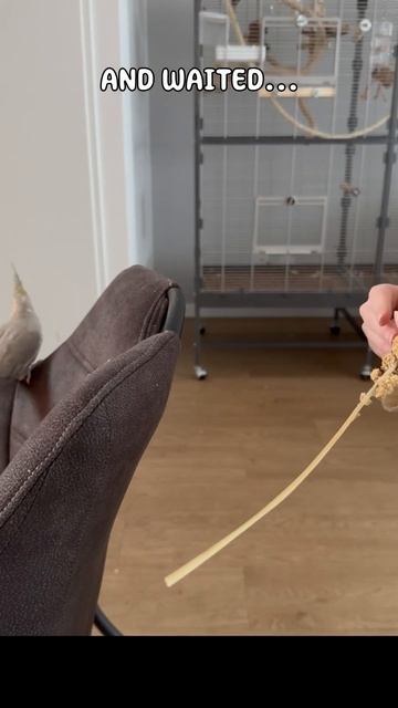 Small Birb, Big Step | Gaining Sunny's trust