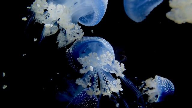 Relaxation Music - Jellyfish
