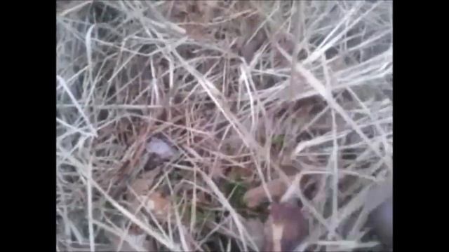Грибы в лесу, карпаты
