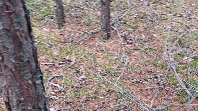 Kolejny wysyp prawdziwków,  nie da się z lasu wyjść.