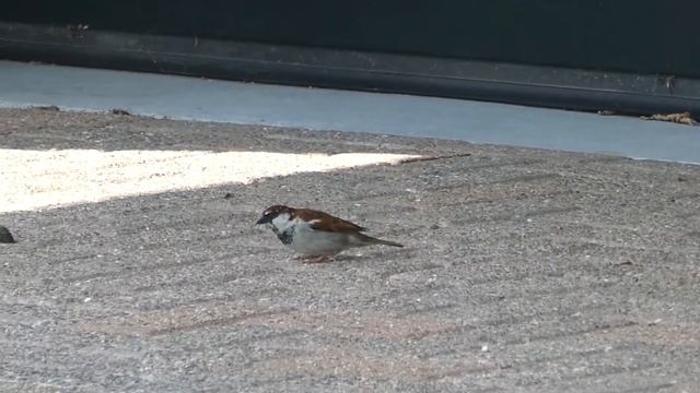 Italian Sparrow (see description) / Italiaanse mus -- Garderen (NL) -- 23-04-2022