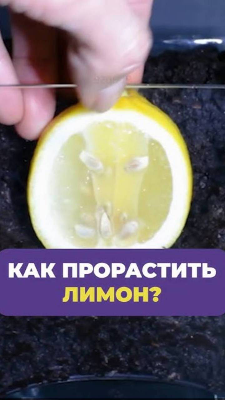 Как вы  легко и просто можете ВЫРАСТИТЬ ЛИМОН？ #лимон #выращивание