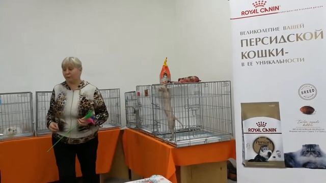 15.12.2018 ICU Surgut / Ponomareva S. / 2