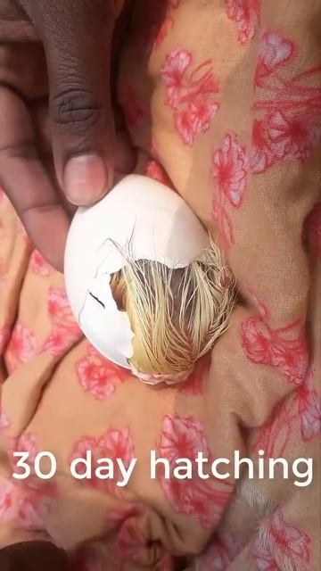 Swan Egg Hatching #shorts