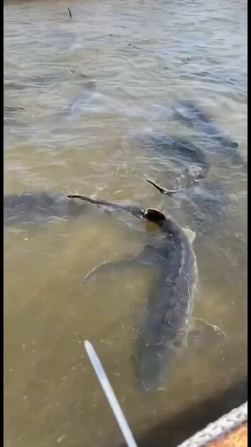 Тут крупная рыба кишит в реке. #shorts #short #shortvideo #fishing