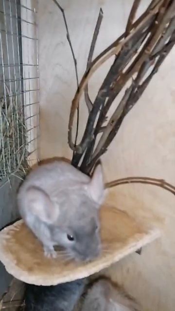 малыши шиншиллы часть 7 семья в новой витрине Chinchilla family with babies