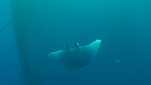 Mobula 3 tonnara.mpg