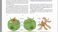 Innate immunity || Pathogen Recognization Receptors ||Functions of Macrophages || part 1