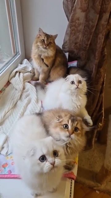 кошки милые и красивые кошки видео 📹