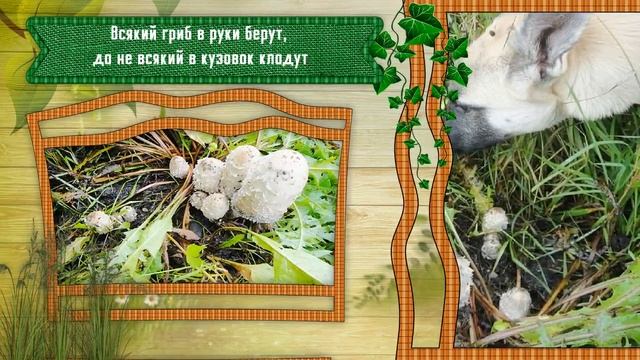 Грибы грибочки