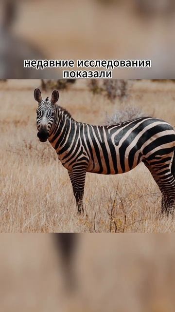 А вы знали что зебры удивительные животные? #животные #факты #animals