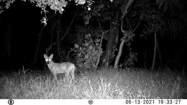 Coyotes (Canis Latrans)