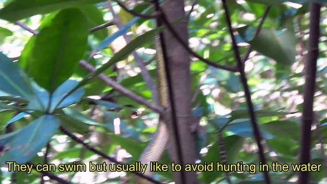 T&T's Caroni Bird Sanctuary: The Rainbow Tree Boa