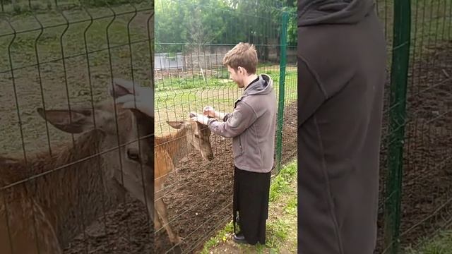 Королевский олень чешет молодые рога (панты) об руки