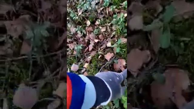 Поход за грибами