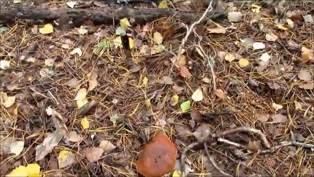 Гуляем с Лари...в лес за грибами...встреча с Журавушками...