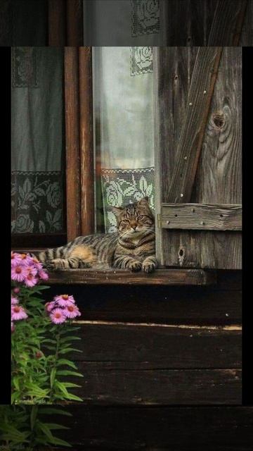 кот кошку полюбил