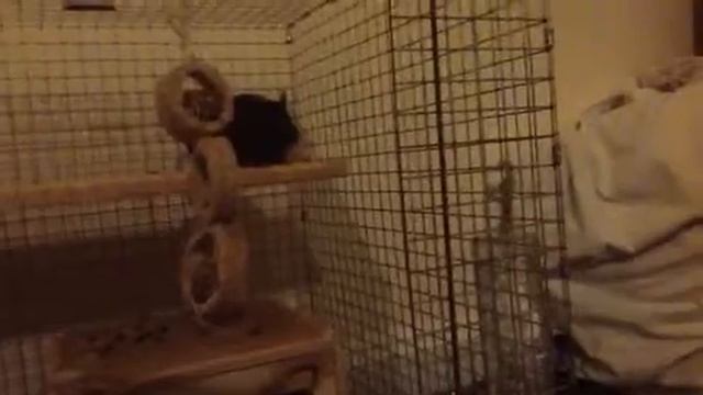 Sunday morning degu dominance pt. 2