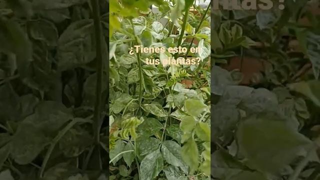 ¿Tienes estas motitas blancas en las hojas de tus plantas? Es un hongo y tiene solución #plants