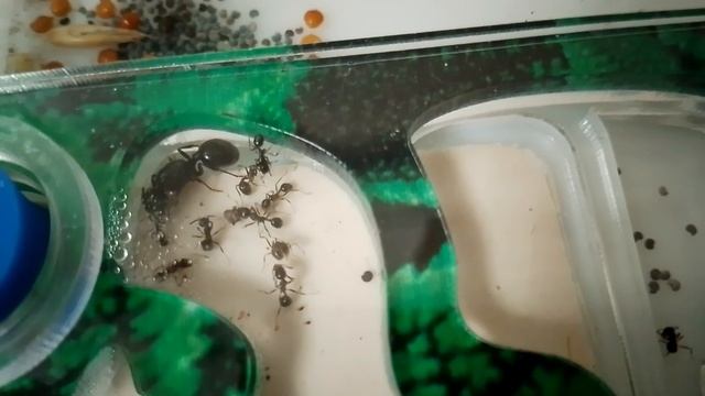 муравьи переселились и начали свою жизнь у меня.